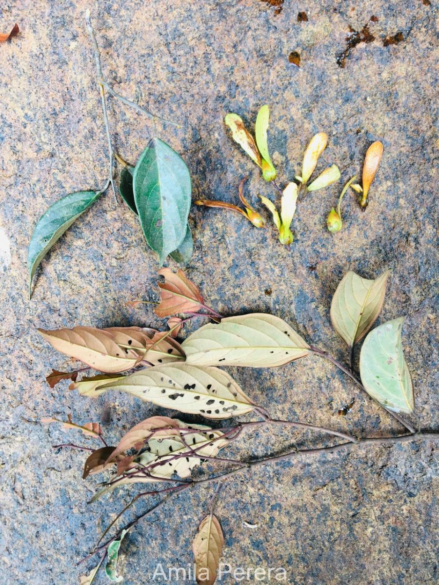 Hopea discolor Thwaites